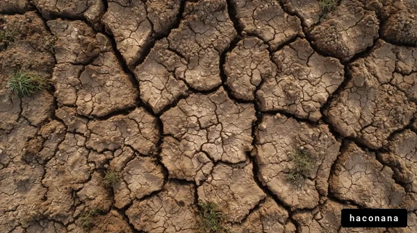 乾燥した地面のひび割れ