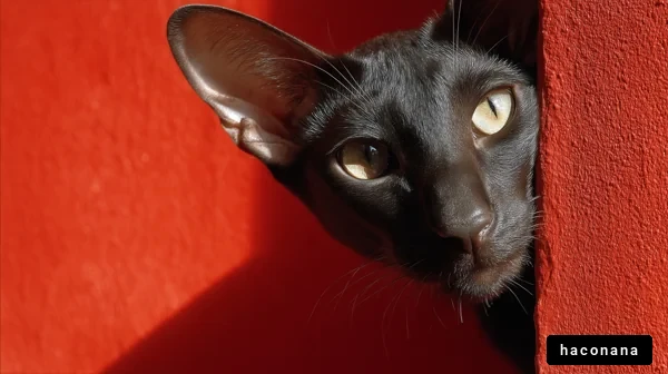 赤い壁から覗く猫