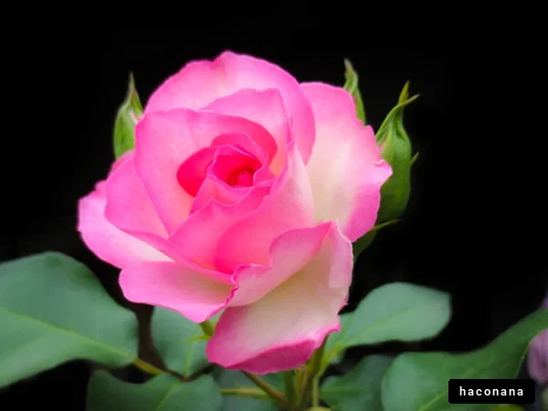 美しいバラの花