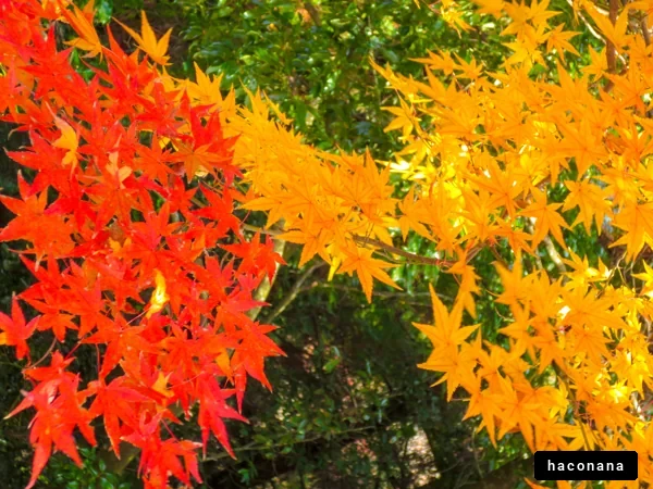 美しい紅葉の風景