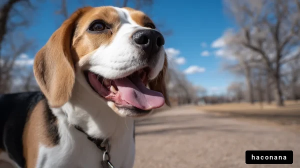 公園で笑うビグル犬