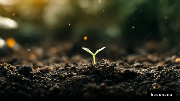 土から芽を出す植物