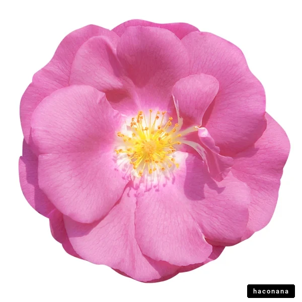 ピンクの花の美しさ