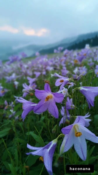 霧に包まれた花畑