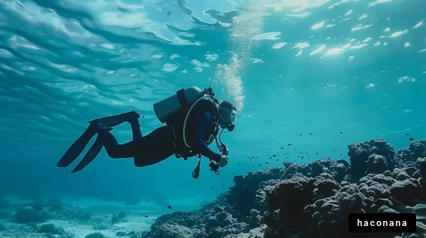 美しい海中でのダイビング