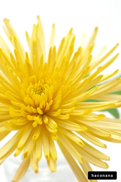 鮮やかな黄色の花