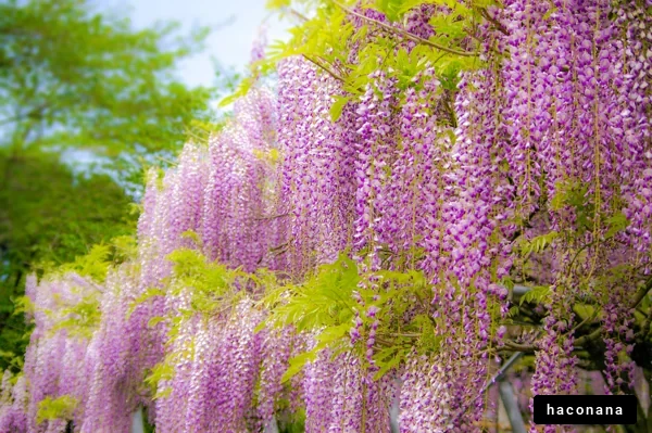 美しい藤の花と新緑