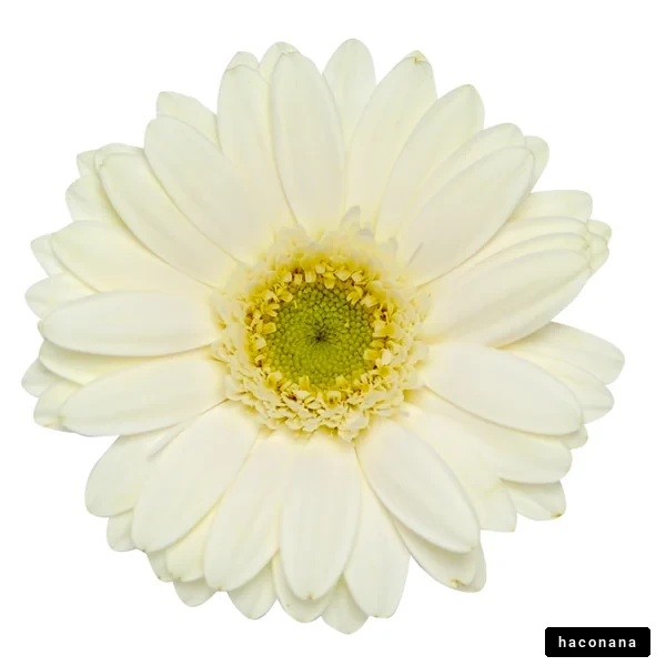 白い花の美しさ