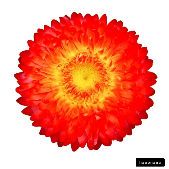 鮮やかな赤い花