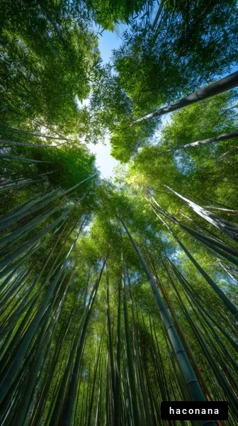 青々とした竹林の下