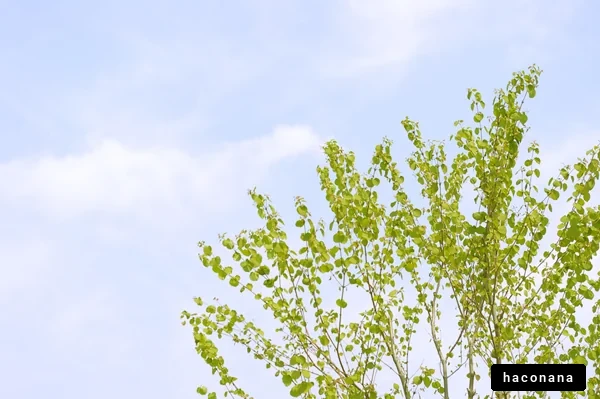 青空と緑の木々