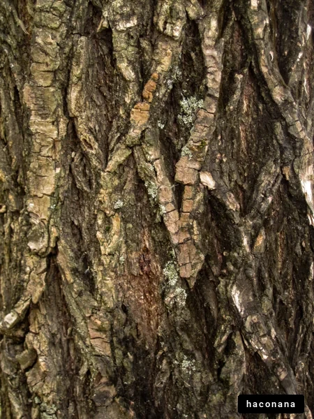 木の樹皮のテクスチャ