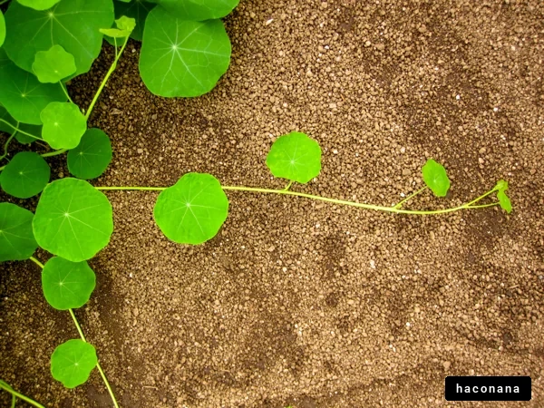 緑の葉が広がる風景