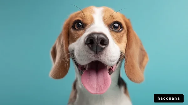 笑顔のビーグル犬