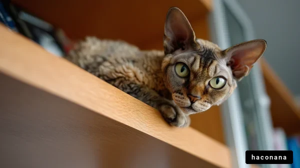 本棚の上にいる猫