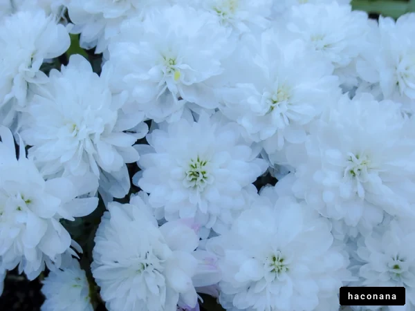 美しい白い花たち