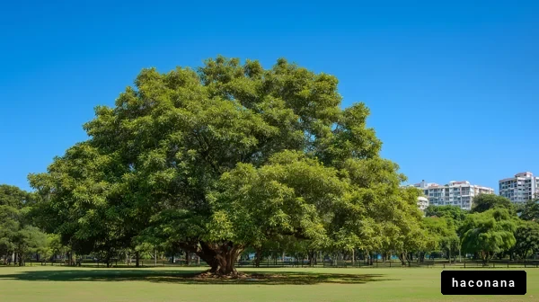 青空の下の大きな木