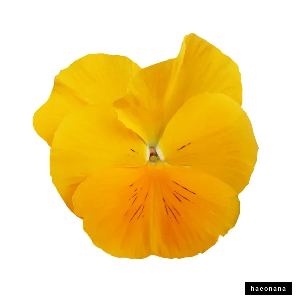 鮮やかな黄色の花