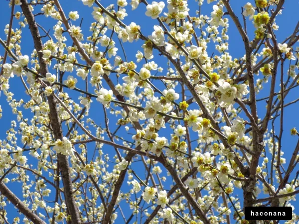 青空に映える花々