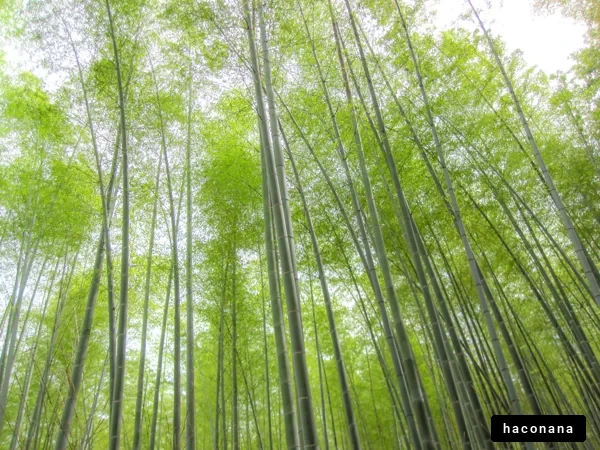 竹林の美しい風景