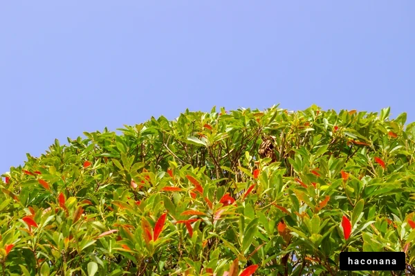 青空と緑の木々
