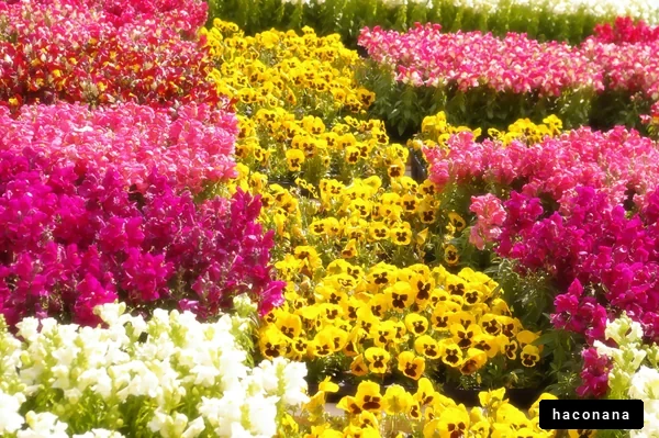 色とりどりの花畑