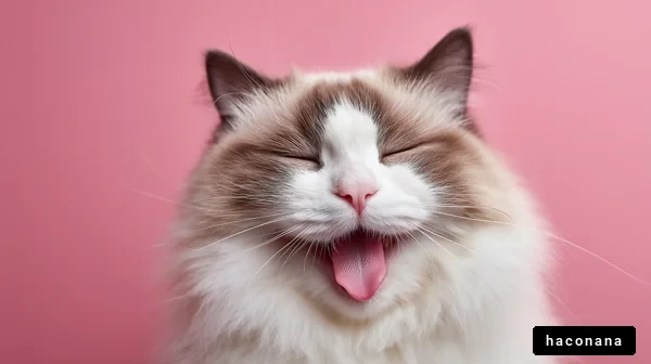 可愛い猫の笑顔