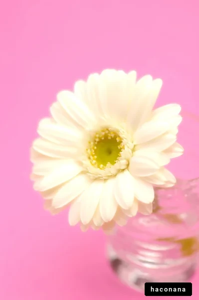 ピンク背景の花