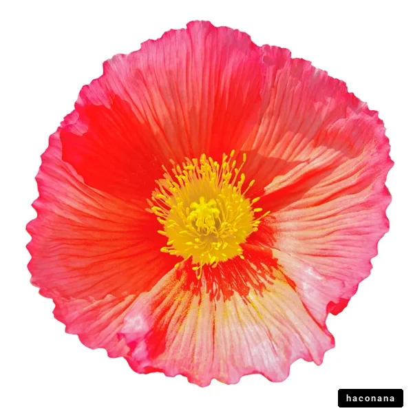 鮮やかな花のマクロ写真