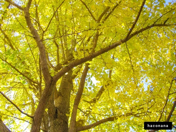 秋の美しいイチョウの木