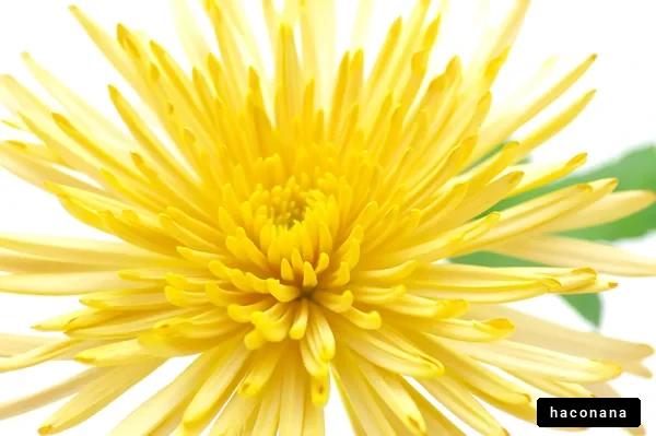 明るい黄色の花のクローズアップ