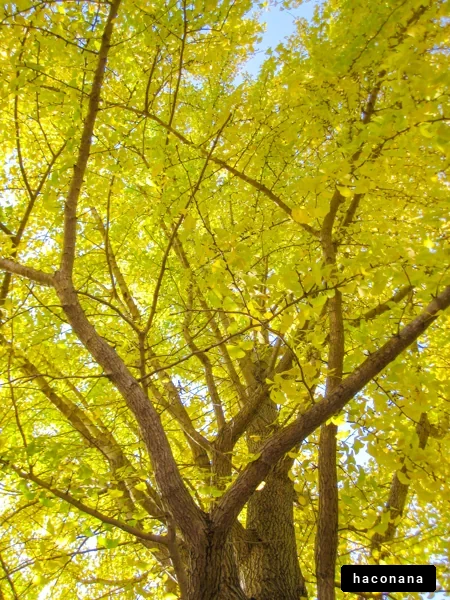 鮮やかな黄色の木々