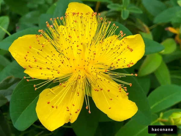 鮮やかな黄色の花