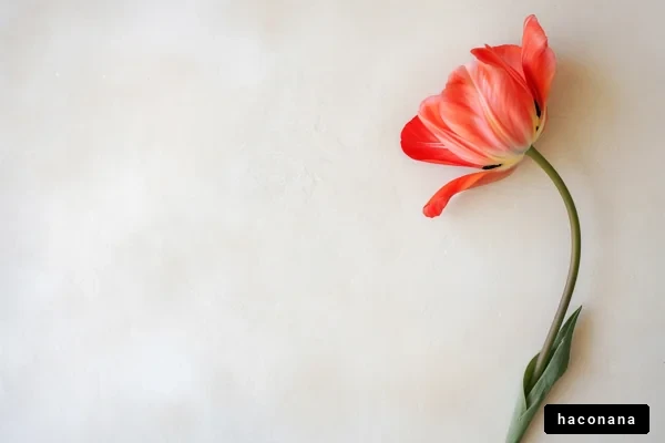 赤いチューリップの花