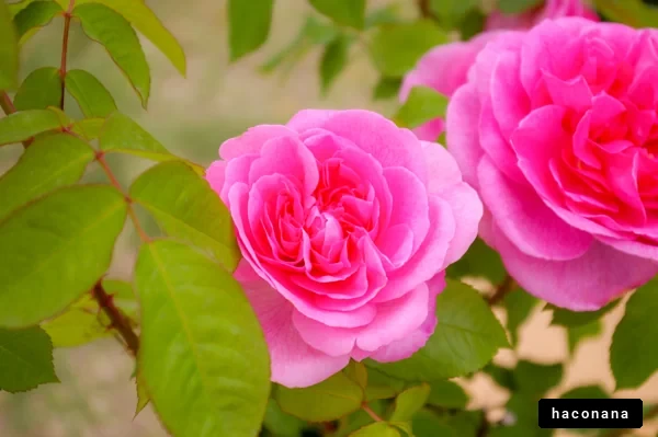 美しいピンクのバラ