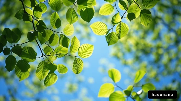 青空と葉の風景