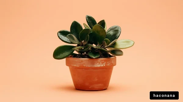 植物のポットと背景