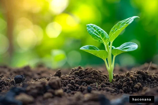 新しい芽が出た植物