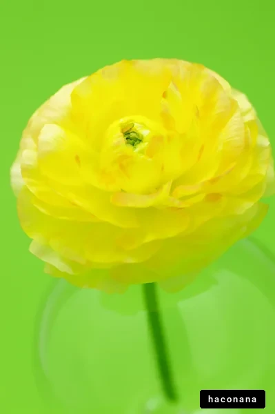 明るい黄色の花のクローズアップ