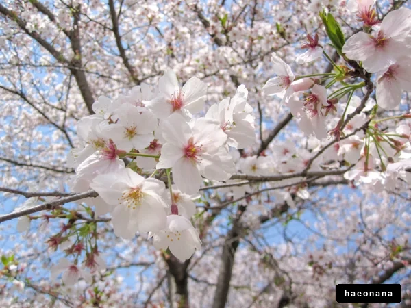 美しい桜の花の風景