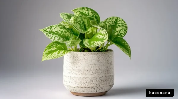 インテリアに最適な観葉植物