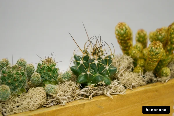 多様なサボテンの美しさ