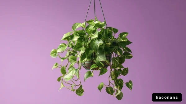 ハンギングプラントの魅力