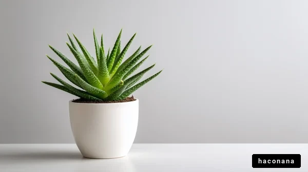 シンプルな観葉植物のポット