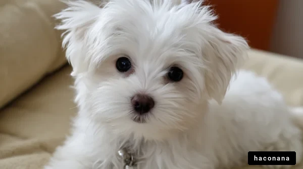 かわいい子犬のポートレート