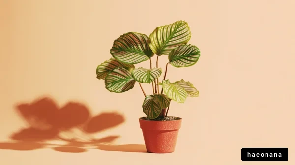 美しい観葉植物のポット