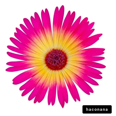 カラフルな花の画像