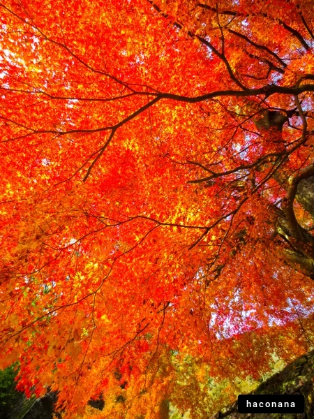 鮮やかな紅葉の風景