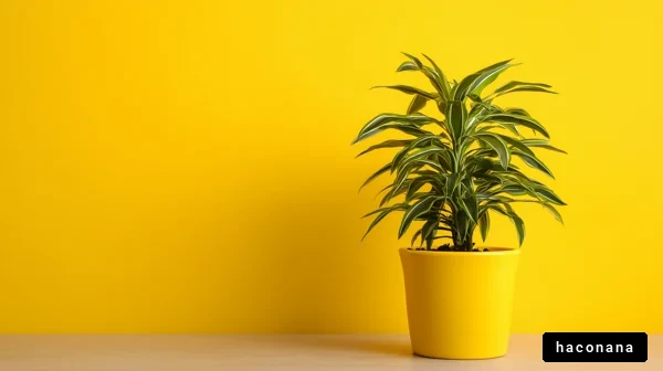 明るい黄色の背景と観葉植物