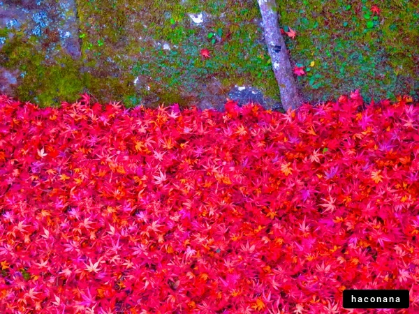 秋の紅葉が美しい風景